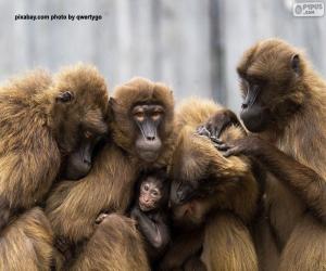 yapboz Maymun ailesi